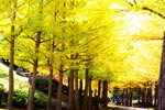 札幌の秋、西岡の秋