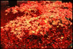 札幌の秋、秋極める