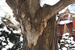 冬の札幌レポート、冬の老木