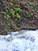 滝の情景、リュウキンカ咲く