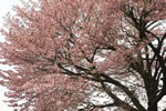 北国を彩る桜たち(1の3)、京極