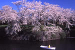 北国を彩る桜たち(1の3)、五稜郭