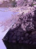 北国を彩る桜たち(1の3)、五稜郭