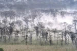釧路湿原、霧の朝