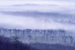 釧路湿原、霧の彼方
