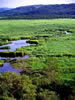 釧路湿原、湿原の夏