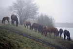お馬の居る風景、朝霧