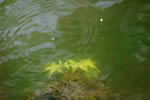 中島公園スナップ、水中花