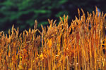 麦のある風景、赤麦色付く