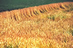 麦のある風景、秋風
