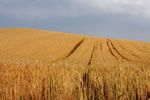 麦のある風景、刈る日の朝