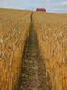 麦のある風景、麦の道
