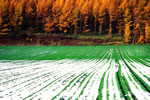 麦のある風景、中富良野の秋