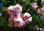 札幌の桜遊び、花束