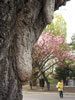 札幌の桜遊び、老木
