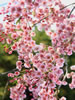 札幌の桜遊び、しだれ咲く