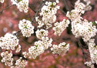 札幌の桜遊び、花盛り