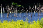 落合ダムの水景色、色彩の詩