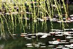 札幌水風景、芽吹きの季