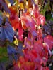 紅桜公園の秋、着飾り