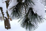 初雪、円山公園、雪の重み