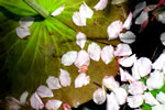 札幌の花遊び３、道庁池