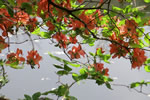 札幌の花遊び３、道庁の池
