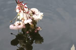 札幌の花遊び３、北大構内