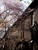 桜が咲いた、中央区