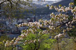 桜が咲いた、小樽