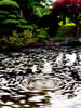 初夏の札幌、午後の池