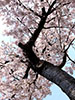 桜、さくら、咲き映え