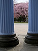 桜、さくら、門柱観