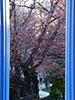 札幌の春、豊平館桜