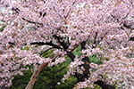 札幌の春、円山桜