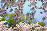 桜。ふじ。ライラック。、白石公園
