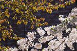 桜。ふじ。ライラック。、札幌ビール園