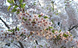 桜。ふじ。ライラック。、伏古公園