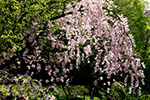桜。ふじ。ライラック。、月寒公園