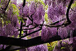 桜。ふじ。ライラック。、天神山公園