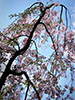 桜。ふじ。ライラック。、野幌森林公園