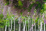 桜。ふじ。ライラック。、伏古公園