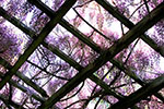 桜。ふじ。ライラック。、白石公園