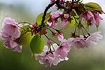 桜。ふじ。ライラック。、西岡公園
