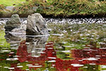 札幌の四季、秋の水面