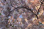 鷺と桜、陽光