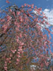 鷺と桜、三分咲き