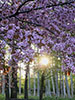 鷺と桜、公園昇日
