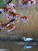 鷺と桜、桜が似合う