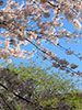 鷺と桜、花晴れの朝